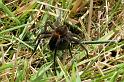 Dolomedes_plantarius_D5137_Z_88_Canal du Nivernais_Frankrijk